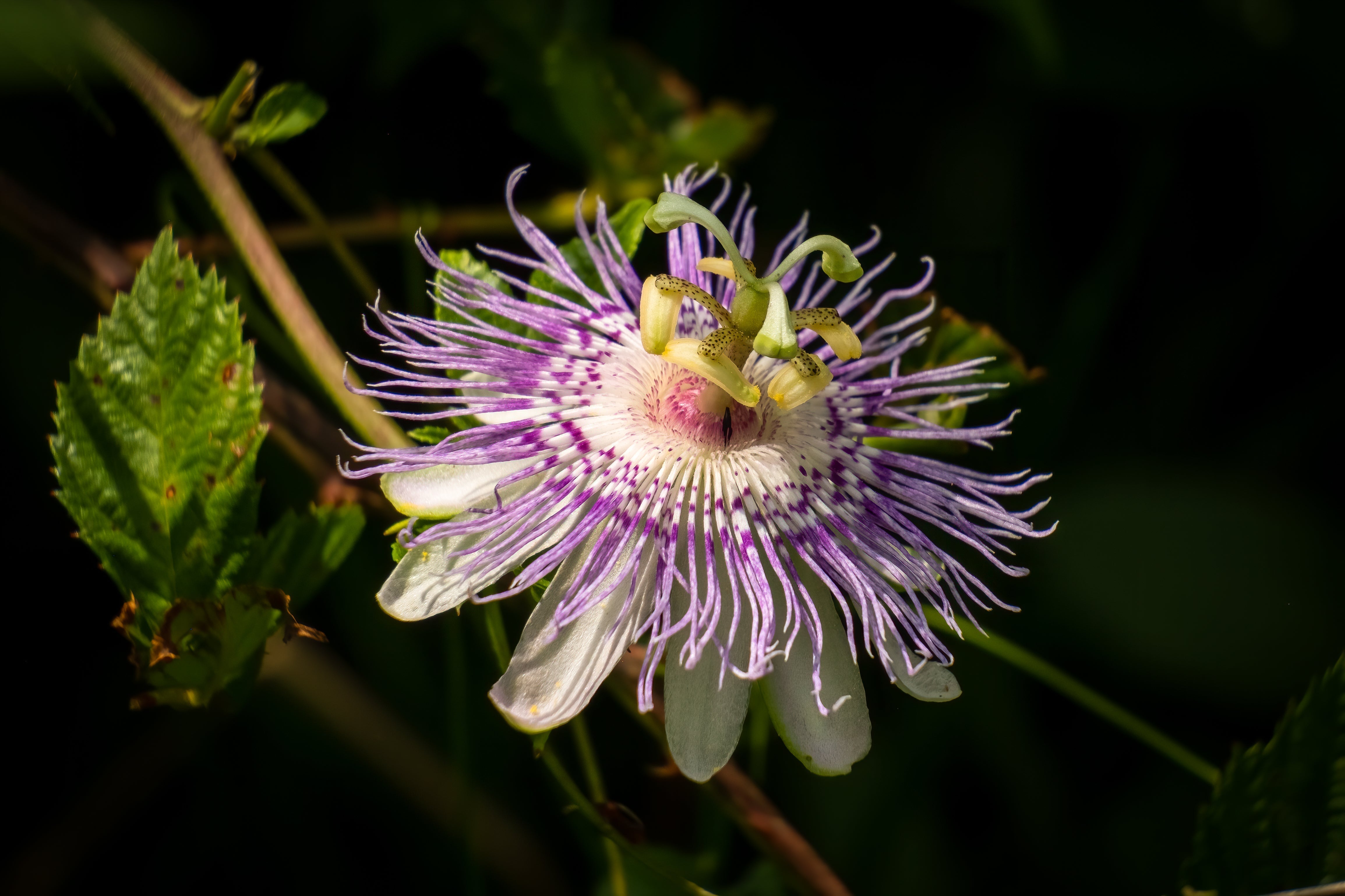 Passionflower Benefits: Strikingly Beautiful & Soothing by Nature