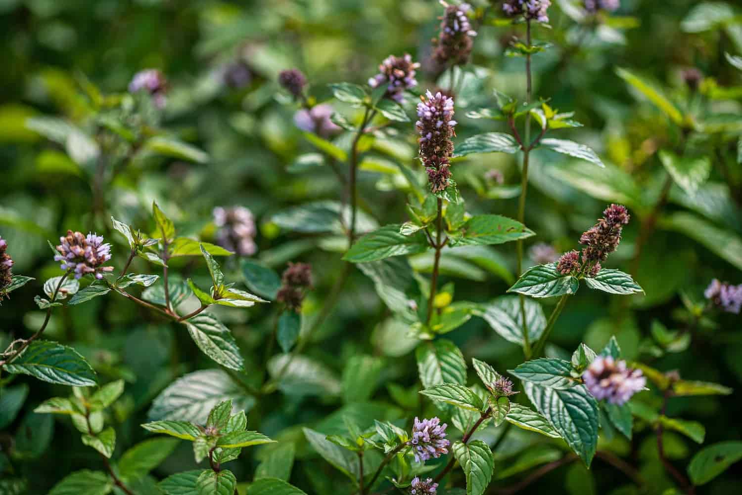 Peppermint: The Cool Herb on the Block