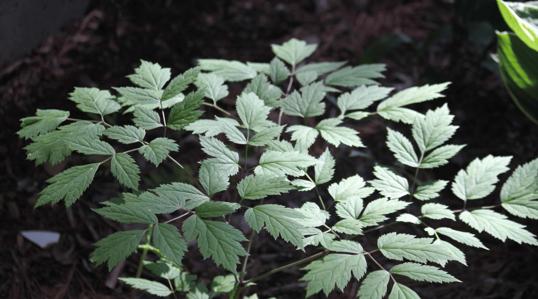 An Appalachian Gem: Black Cohosh