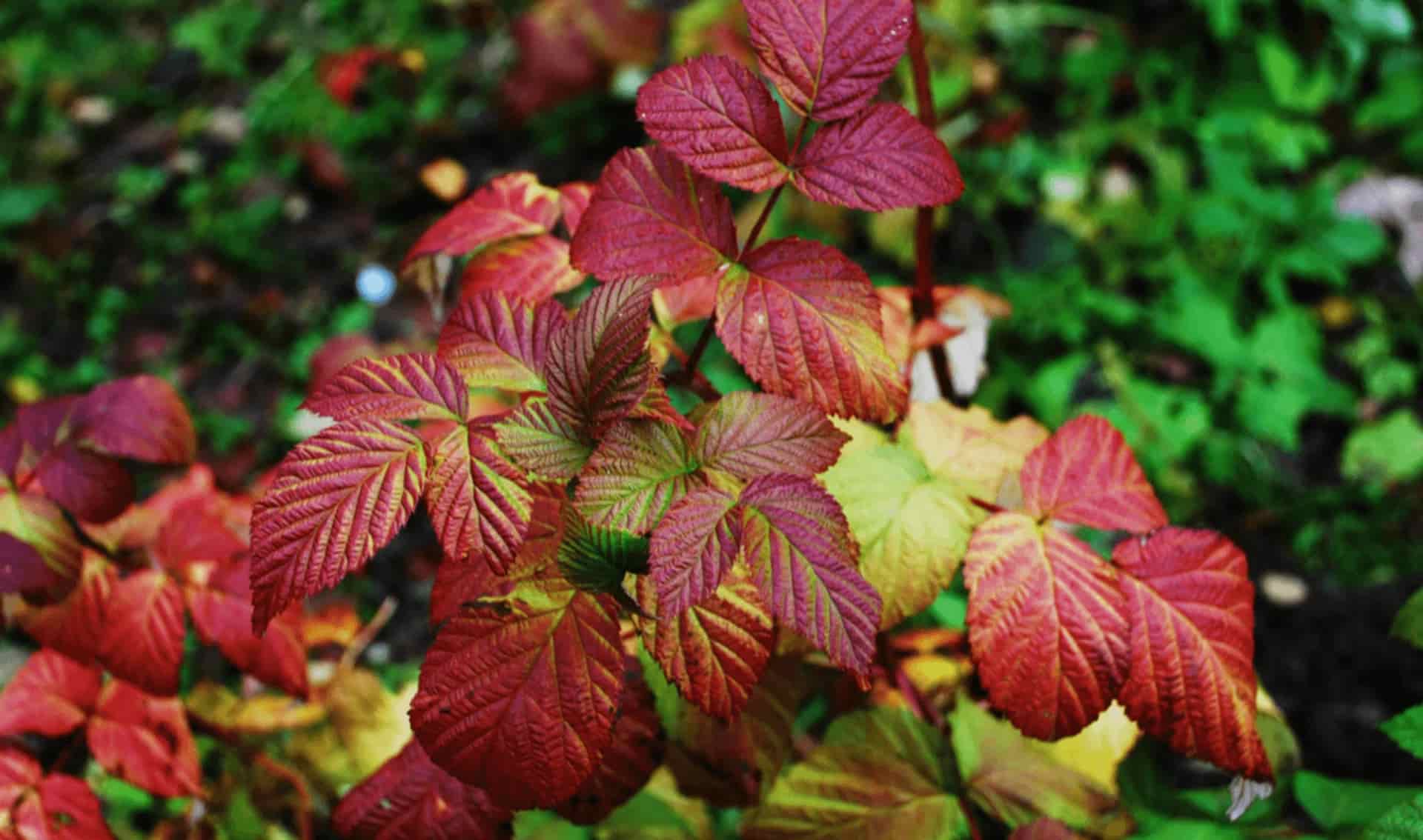 Red Raspberry (Rubus idaeus)