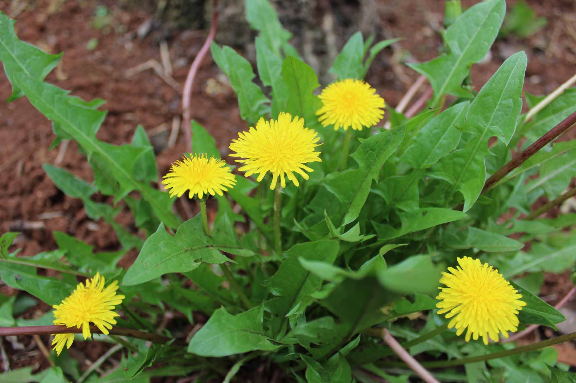 Herb Highlight: Dandelion