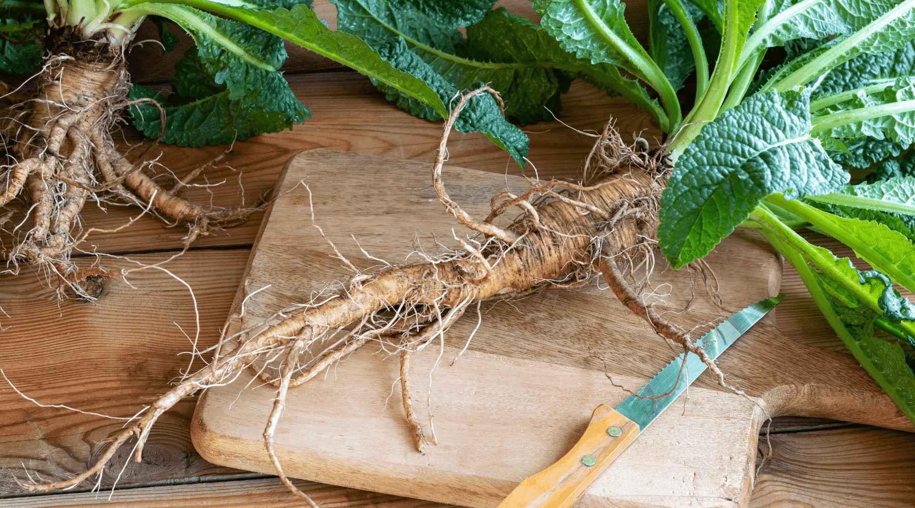 Burdock Root: Unearth the Wonders of this Hidden Gem