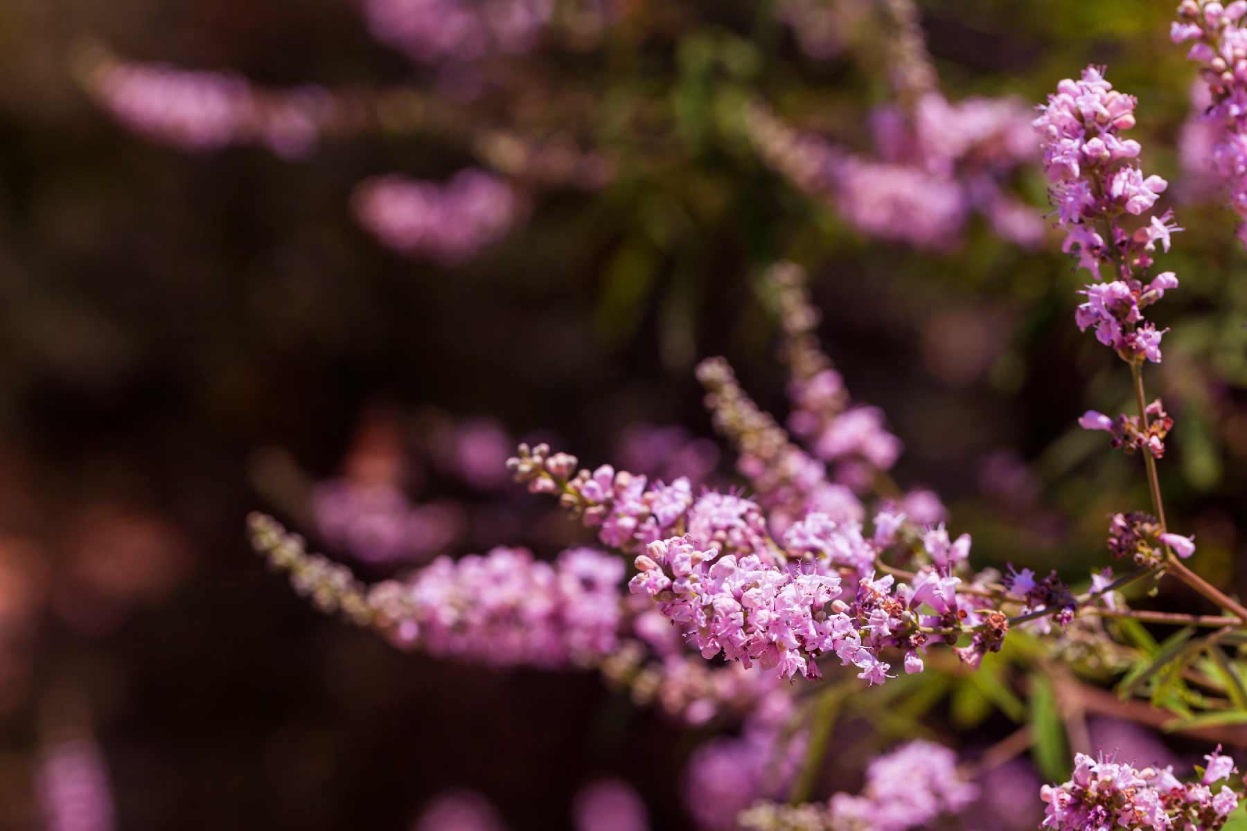 Vitex Benefits: The Hormonal Herb Every Woman Needs