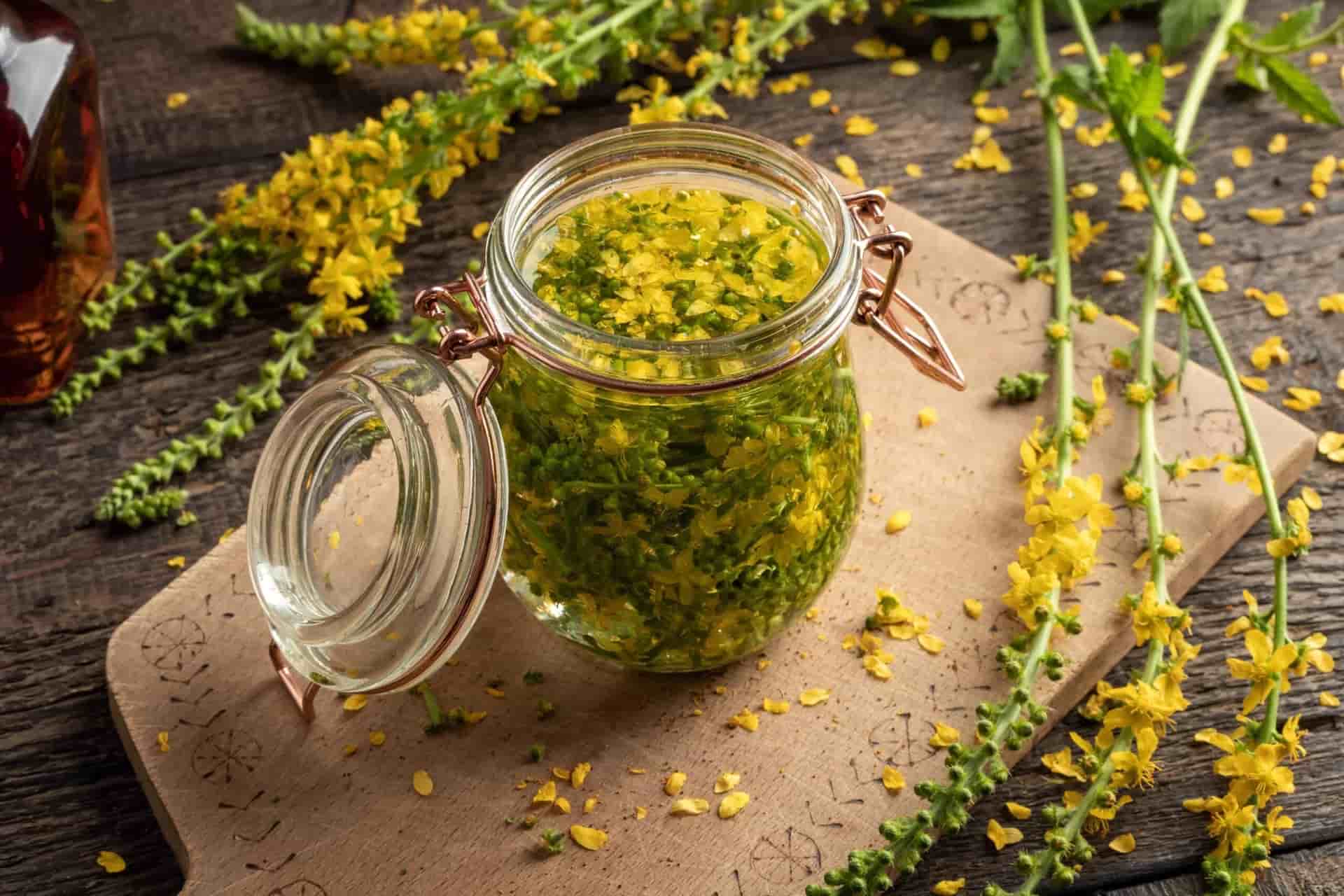 Herbal Tinctures, Gummies, and Capsules: What's the Difference?