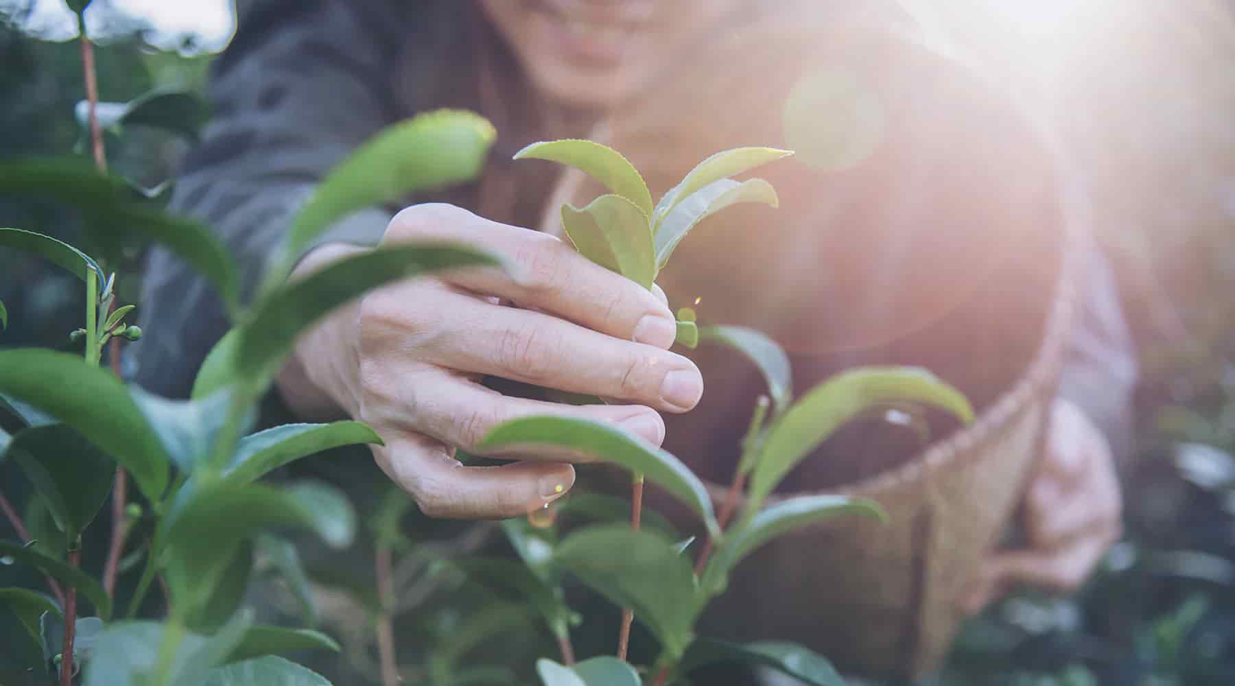 Wild Harvesting Sustainably