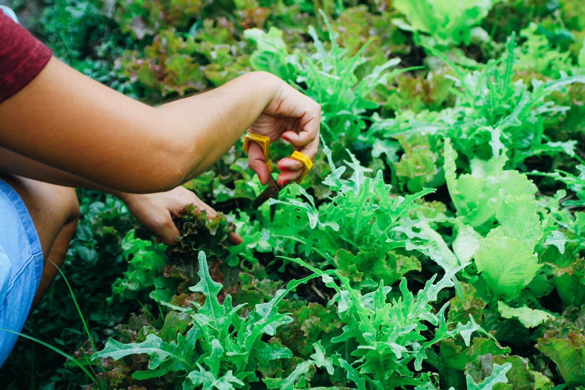 Wild Lettuce Benefits: Traditional Herbal Support for Relaxation, Comfort, and Rest