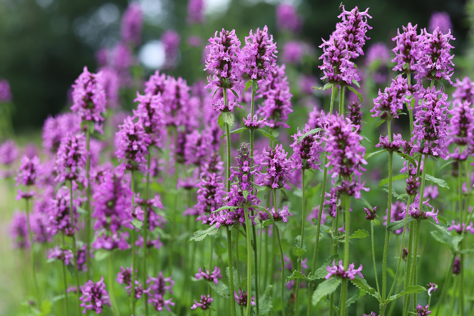 Find Your Calm: Exploring Wood Betony Benefits for Stress, Sleep and Digestive Support