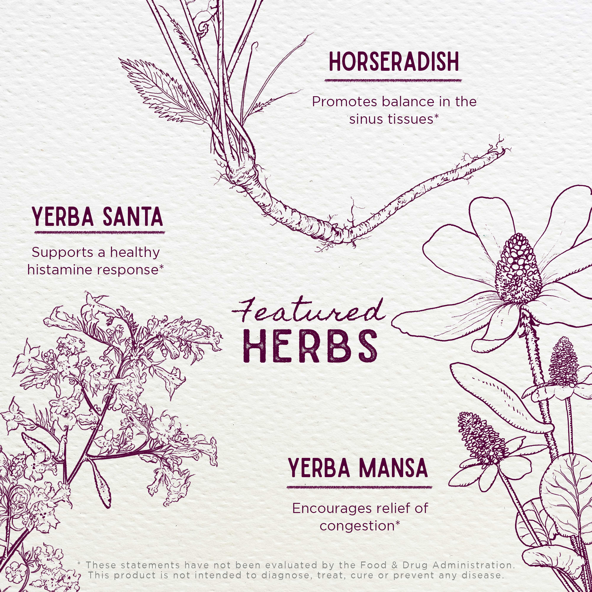 Featured Herbs in Cedar-Free Texas Allergy & Sinus