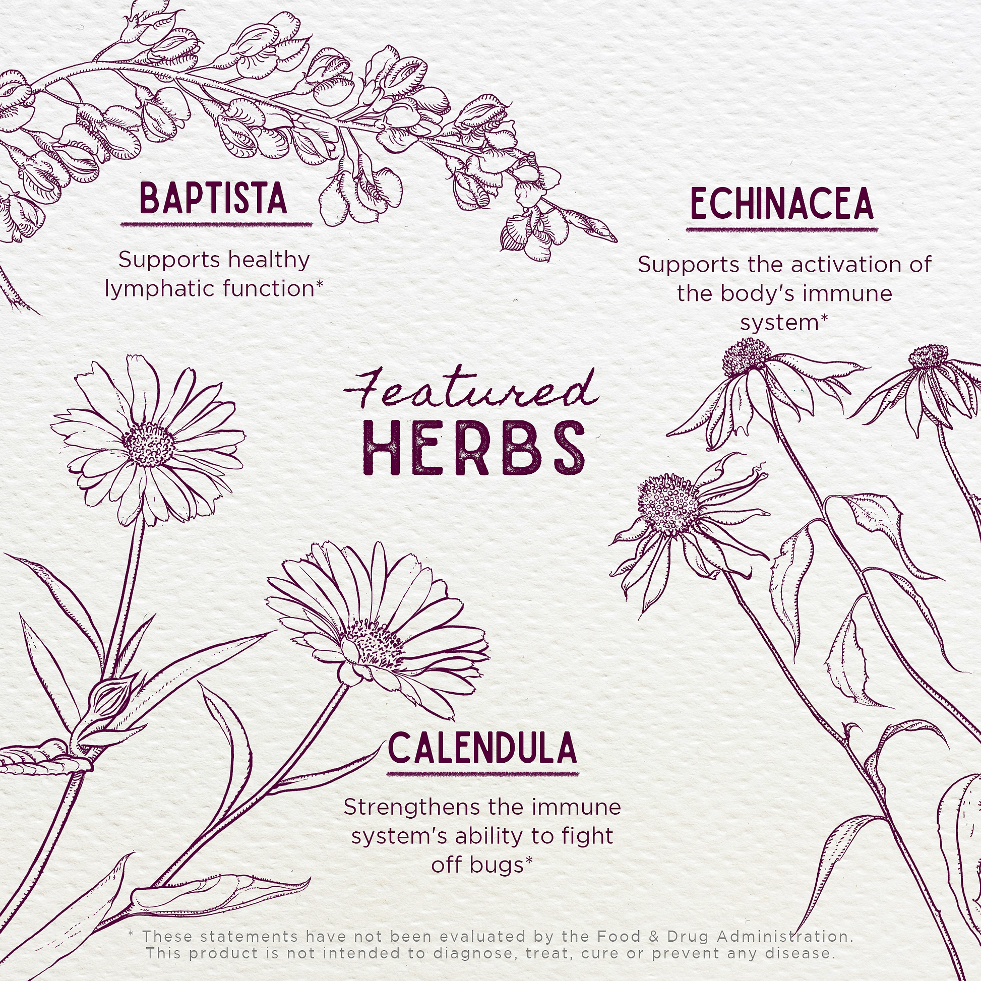 Featured Herbs in Ear Be Well Treatment Kit