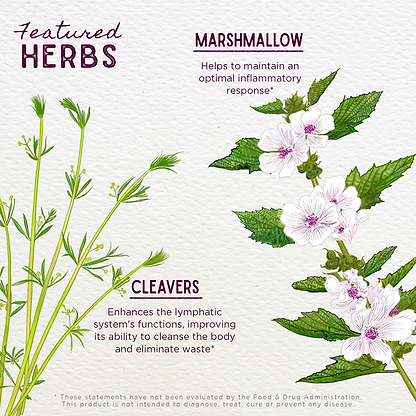 Featured Herbs in Kidney Strength Daily Support