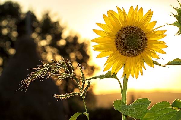 Sunflowers are commonly harvested for their seeds, but all parts of a sunflower are edible as well | Vego Garden