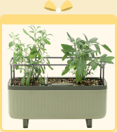 Freedom to Grow Sale