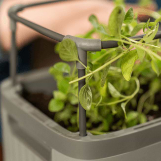 Photo Gallery Herb Image6 Desktop | Vego Garden