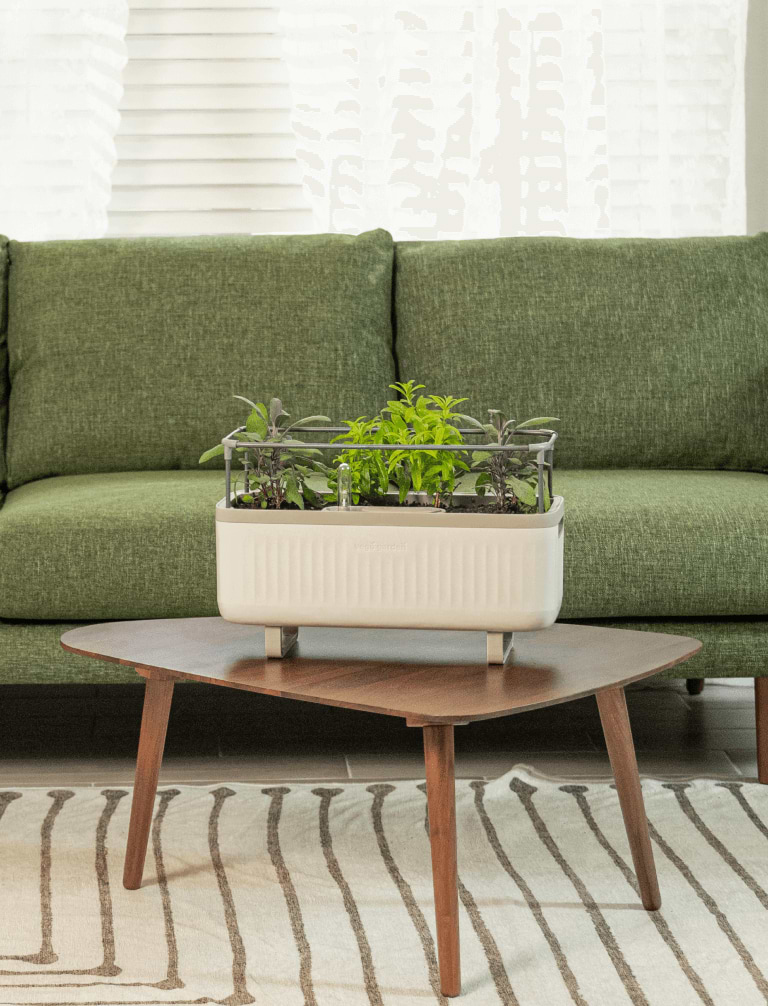 Photo Gallery Herb Image3 Desktop | Vego Garden