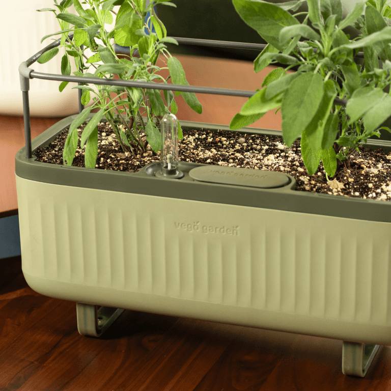 Photo Gallery Herb Image5 Desktop | Vego Garden