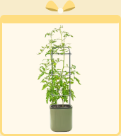 Tomato Planter Gift $120