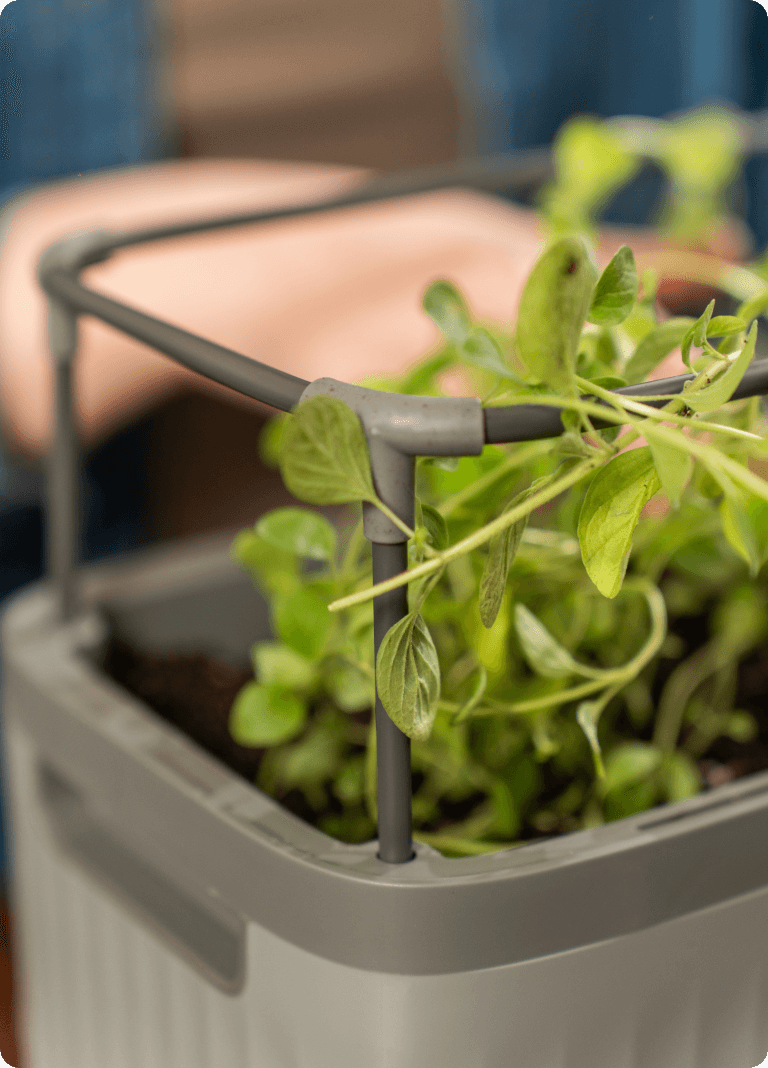 Photo Gallery Herb Image6 Desktop | Vego Garden