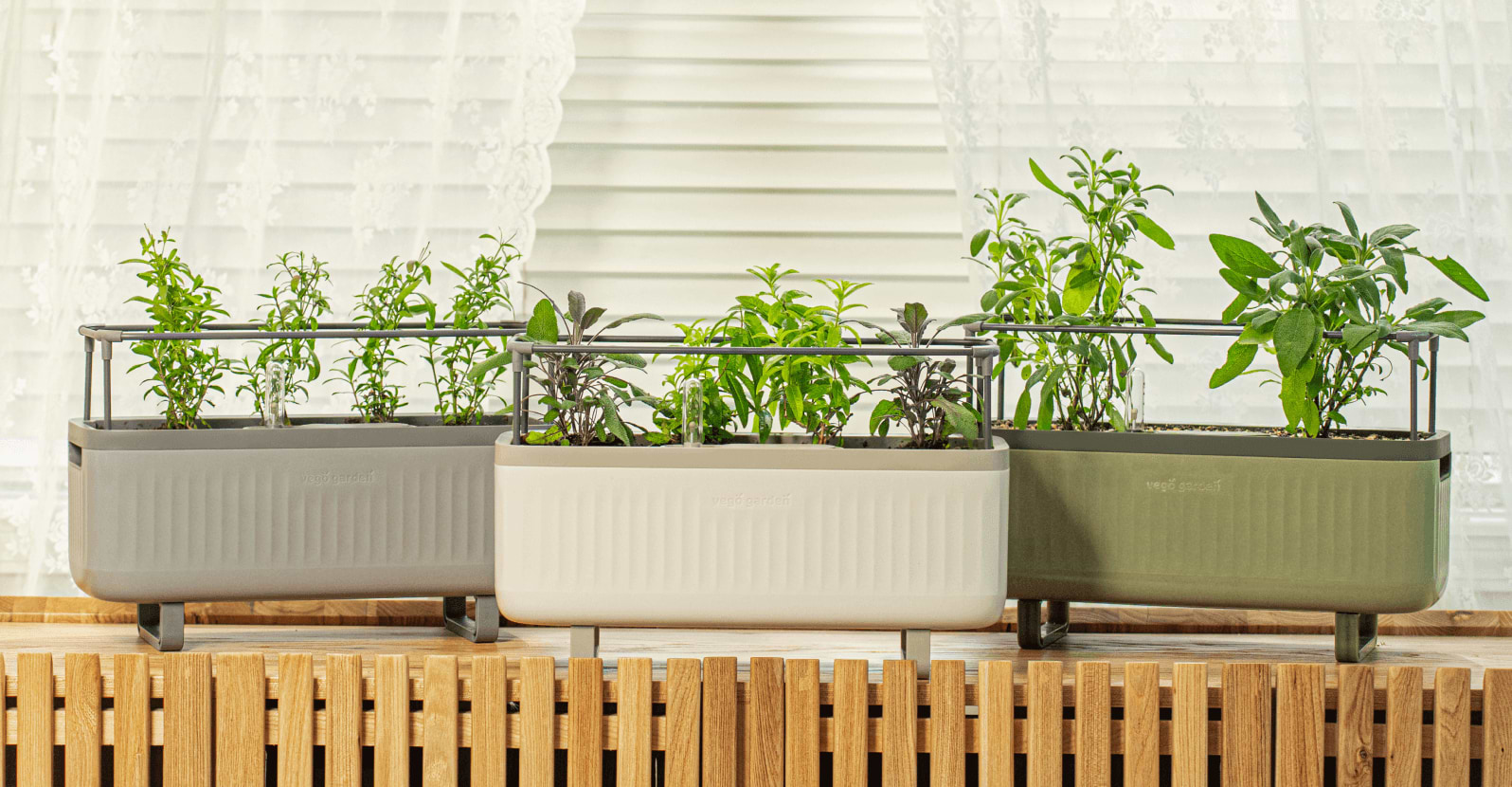 Photo Gallery Herb Image4 Desktop | Vego Garden