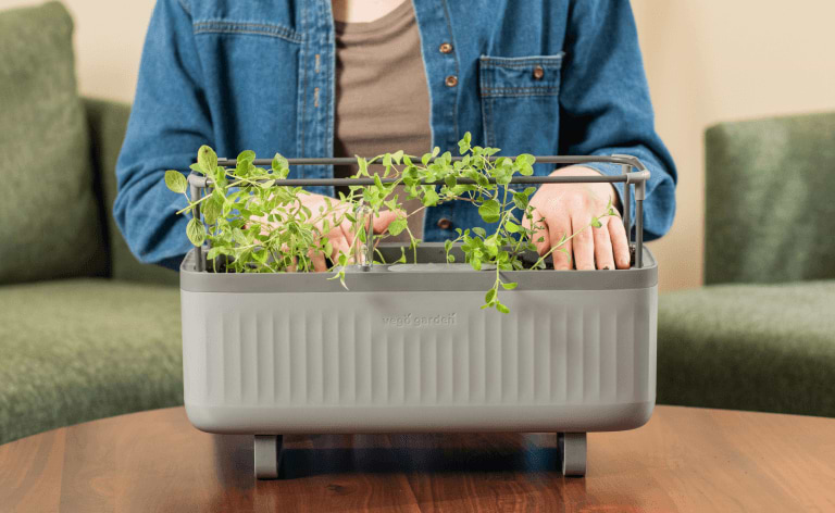 Photo Gallery Herb Image2 Desktop | Vego Garden