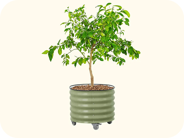 Classic Rolling Citrus Tree Planter - 30 Gallon | vego garden