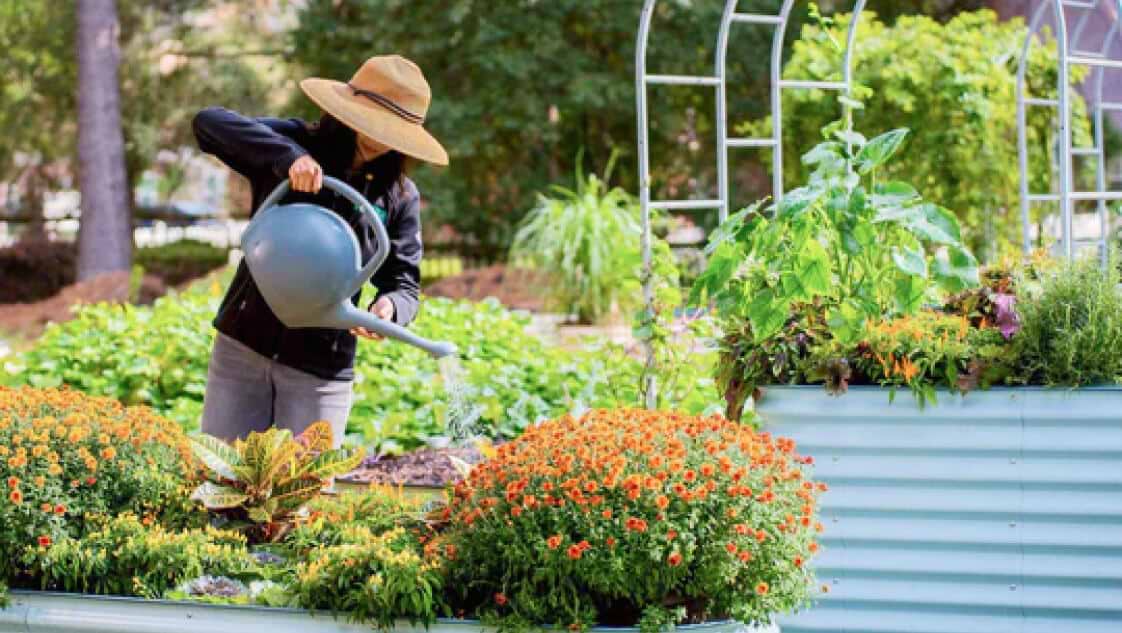 Elevate Your Garden