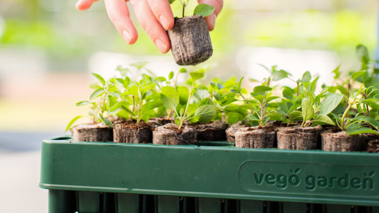 Get Seeds Started