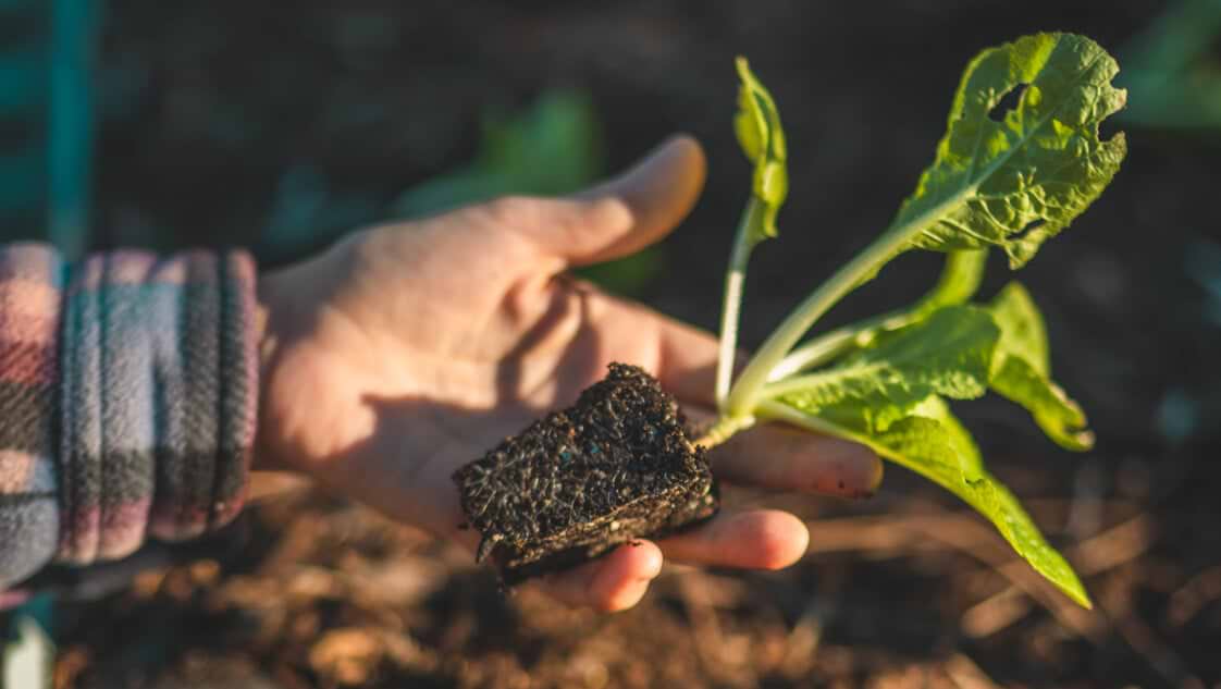Transplant Your Seedlings