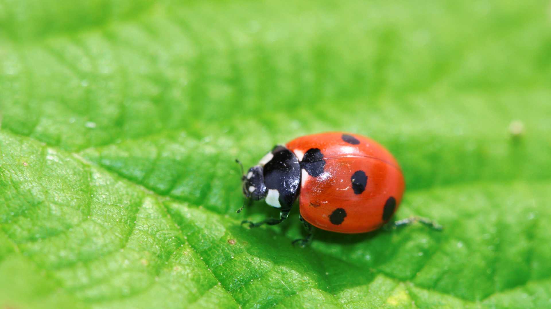 Insects that Mimic Ladybugs