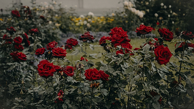 How to Create a Romantic Garden