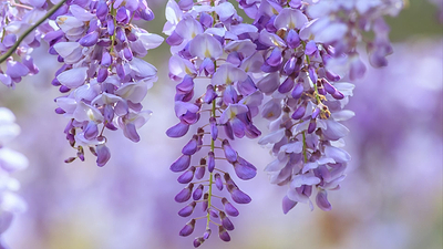 Wisteria Pros and Cons: Should You Be Growing This Vine?