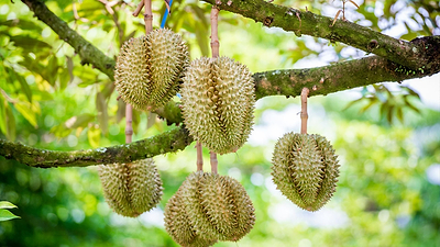 Fruits That Are Banned in the US