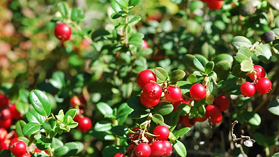 National Cranberry Relish Day - A Tart and Tasty Tradition