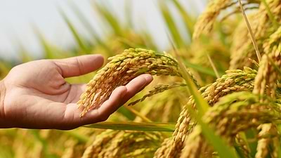 Sowing Cover Crops to Improve Soil Health Over Winter