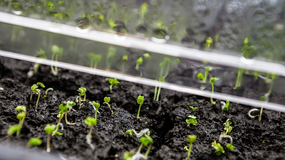 Start These Seeds in June/July for a Fall Harvest