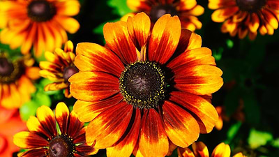 Yellow Flowers for Your Garden: Popular Annuals