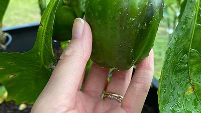 DIY: How to Grow and Can Your Own Pepper Jelly