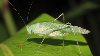 Katydids in the Garden: Friend or Foe