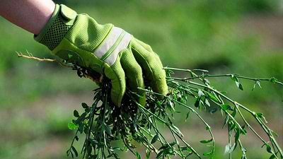 How to Get Rid of Weeds Naturally in the New Year