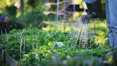 Watering Mistakes That Could Hurt Your Plants (And Ways to Avoid Them)