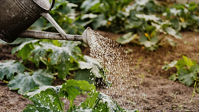 Best Crops to Grow in December