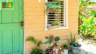 Grow a Caribbean Ingredient Garden and Spice Up Your Kitchen