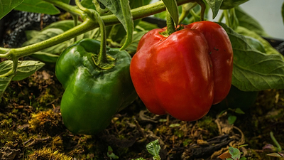 Harvesting Summer Crops: Picking the Last Tomatoes, Peppers, Squash, and Beans Before Frost