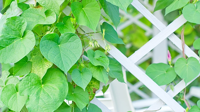 Fast-Growing Vines to Create Natural Shade
