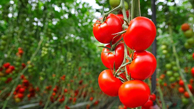 Avoiding Gardening Mistakes That Kill Your Tomatoes
