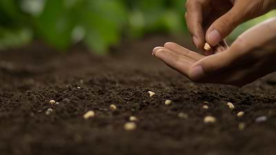 National Seed Swap Day: Cultivating Community