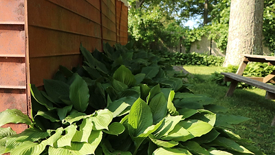 Big Leaf Plants for a Lush Garden Oasis