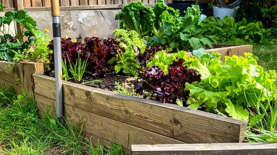 Frost-Hardy Plants to Grow in Your Winter Garden