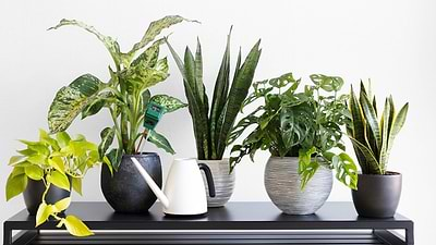 Indoor Gardens: History of Houseplants