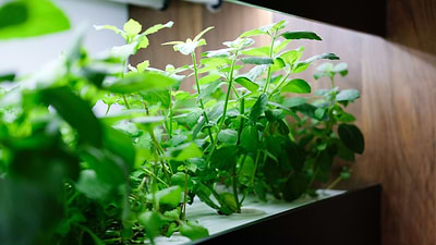 9 Best Herbs to Grow Indoors Year-Round Under Grow Lights