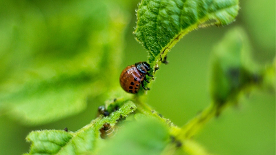 11 Plants that Attract Pests to Your Garden
